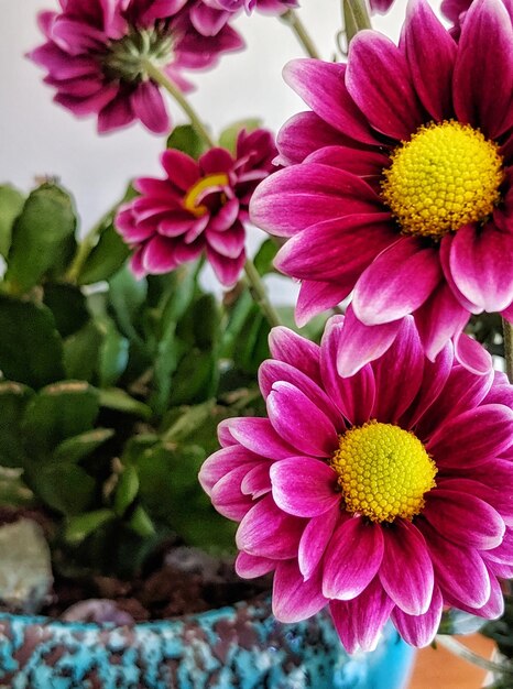 Foto close-up de flores de dália rosa