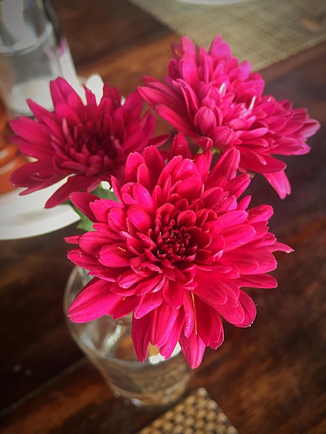 Foto close-up de flores de dália rosa