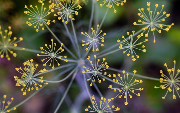 Close up de flores de endro. Caules divergindo do centro. Flores amarelas em caules verdes.