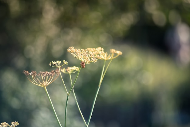 Close-up de flores de erva-doce