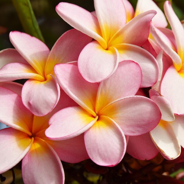 close-up de flores de frangipani rosa