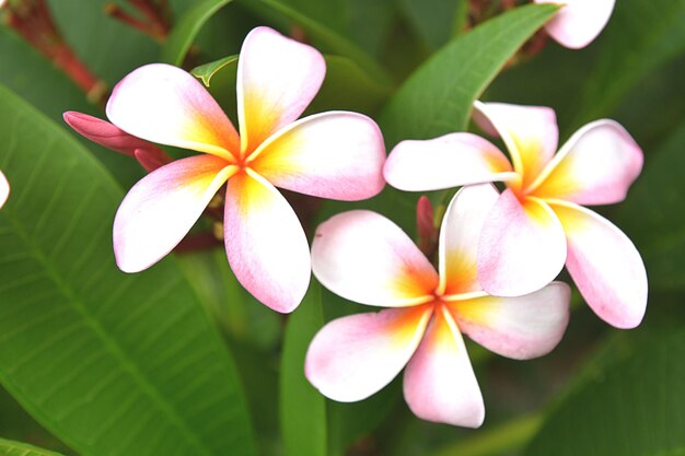 Foto close-up de flores de frangipani