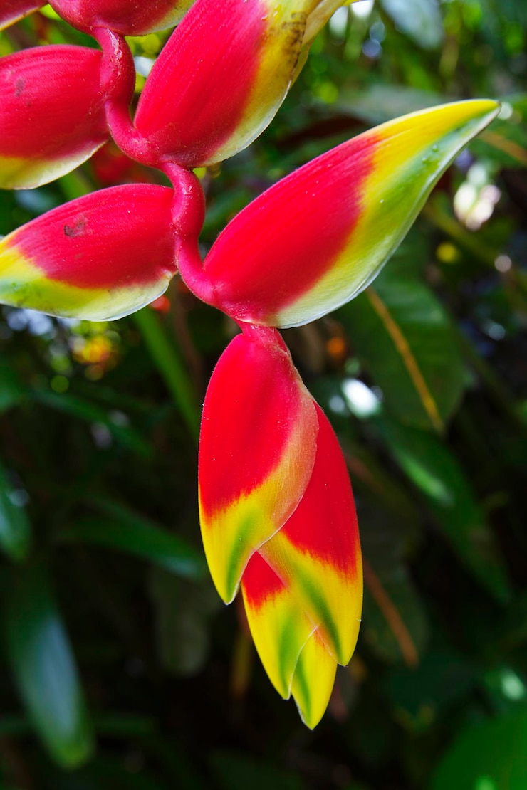 Foto close-up de flores de heliconia florescendo ao ar livre