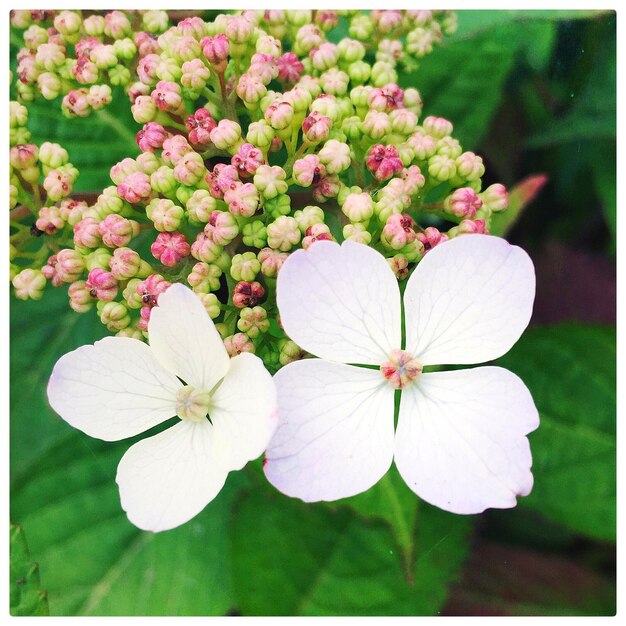 Foto close-up de flores de hortênsia branca