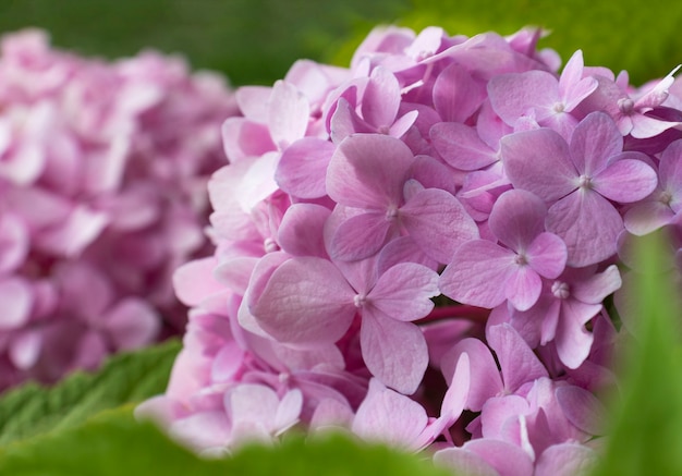 Close-up de flores de hortênsia rosa. Fundo floral, fundo da natureza. O conceito de jardinagem, cultivo de plantas, floricultura, agricultura doméstica. Fundo bonito para sua área de trabalho, foco suave, desfocado