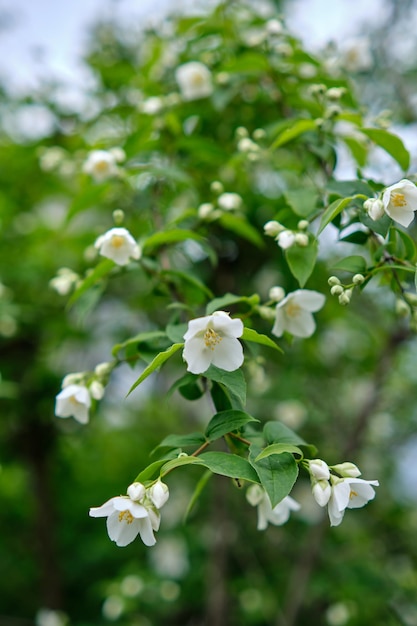 Close-up de flores de jasmim em um jardim