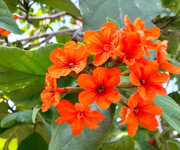 Foto close-up de flores de laranja florescendo ao ar livre