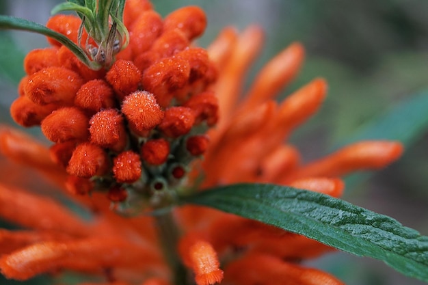 Foto close-up de flores de laranja molhadas florescendo ao ar livre