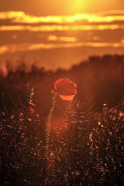 Close-up de flores de laranja no campo contra o céu durante o pôr do sol