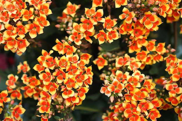 Foto close-up de flores de laranja