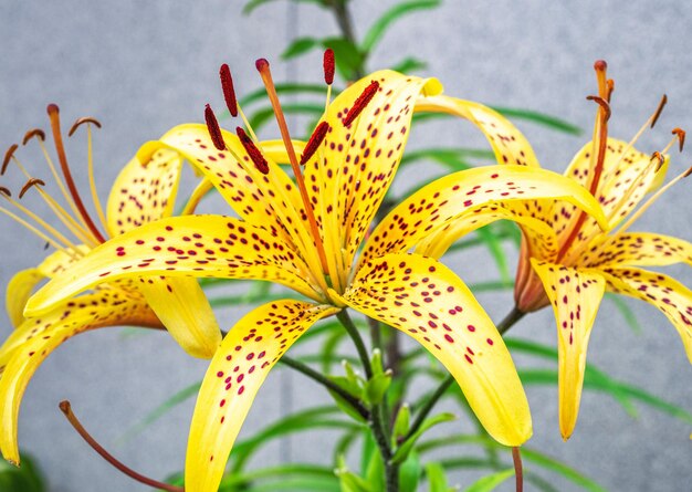 Foto close-up de flores de lírio amarelo