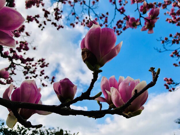 Foto close-up de flores de magnólia rosa contra o céu