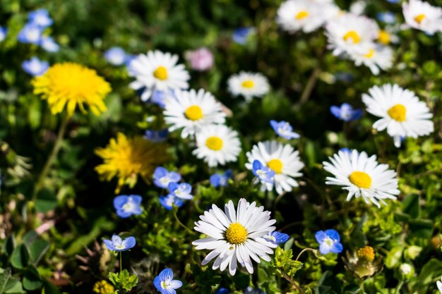 Close-up de flores de margarida branca