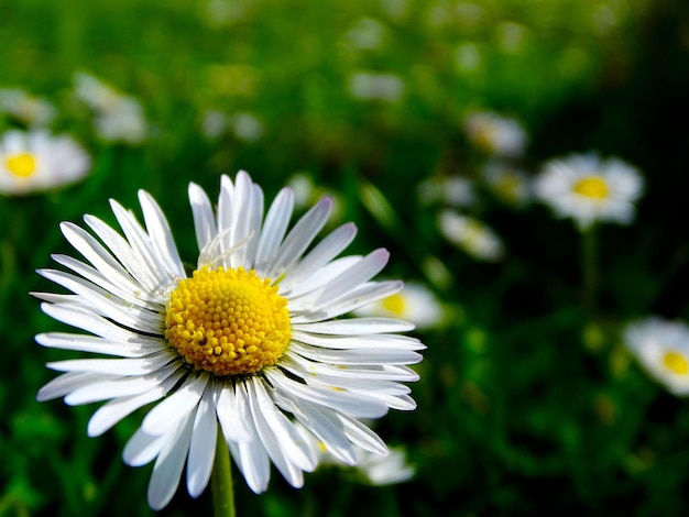 Close-up de flores de margarida branca