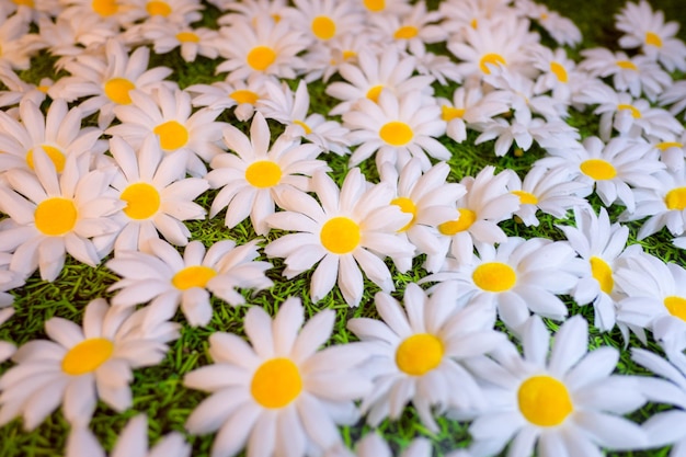 Foto close-up de flores de margarida branca