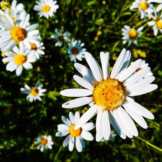 Foto close-up de flores de margarida branca