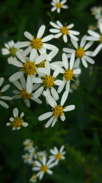 Foto close-up de flores de margarida branca