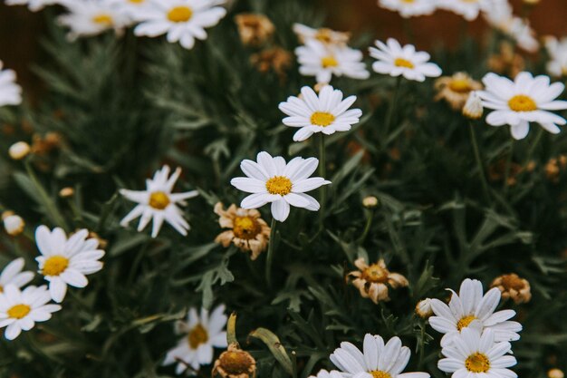Foto close-up de flores de margarida branca