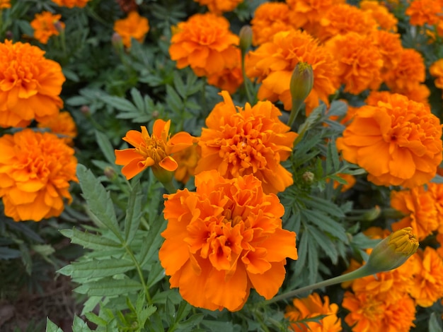 Close-up de flores de margarida laranja