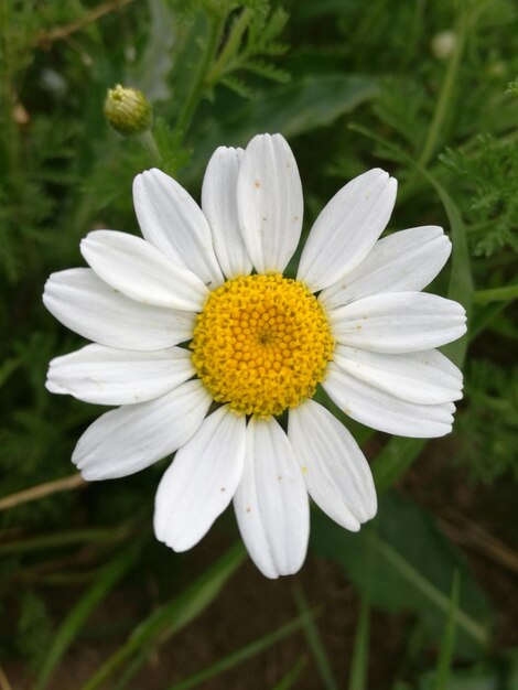 Close-up de flores de margarida