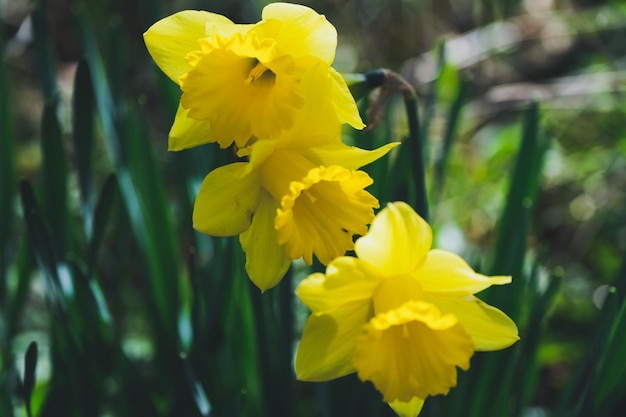 Foto close-up de flores de narcisos amarelos