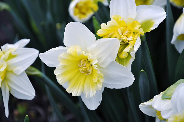 Close-up de flores de narcisos brancos