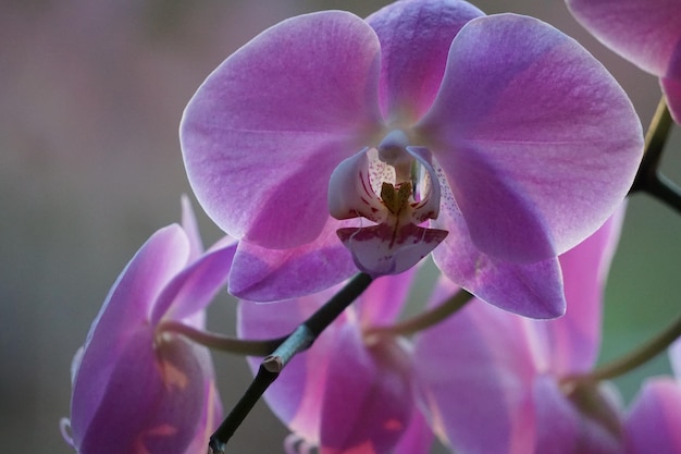 Close-up de flores de orquídeas em floração