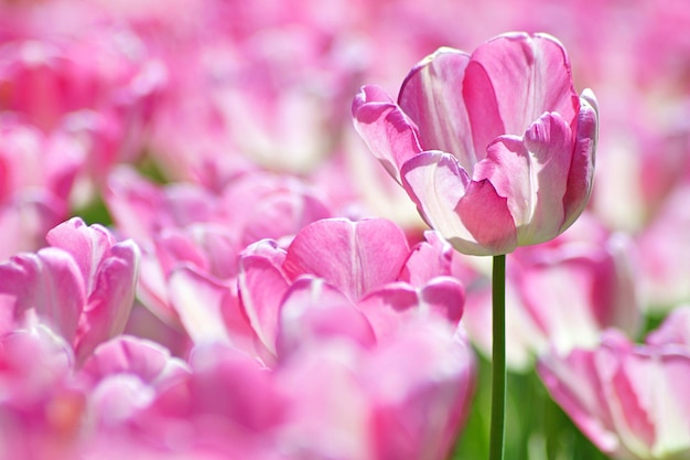 Close-up de flores de papoula cor-de-rosa florescendo no campo