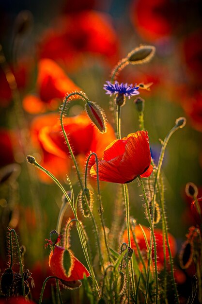 Foto close-up de flores de papoula vermelha no campo