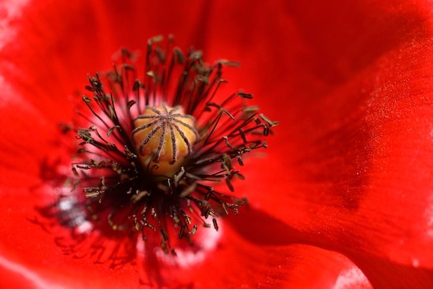 Close-up de flores de papoula vermelhas e broto