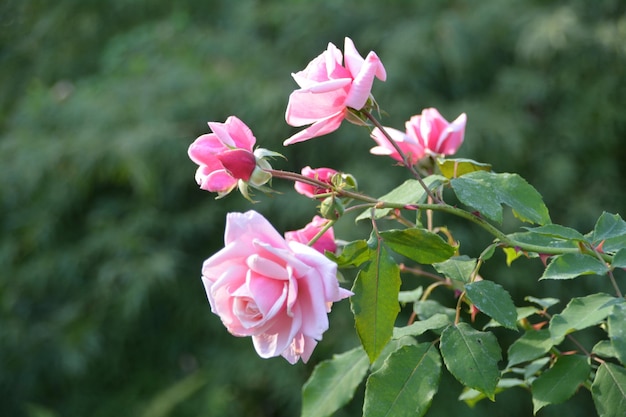 Foto close-up de flores de rosa rosa