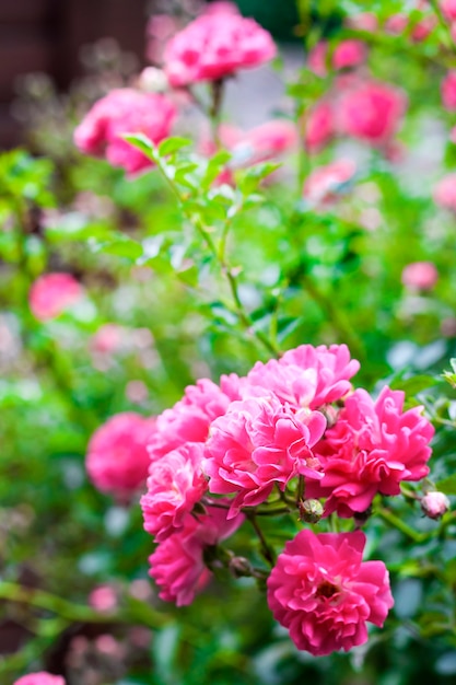 Close up de flores de rosas trepadeiras em um dia ensolarado de verão