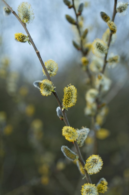 Close-up de flores de salgueiro