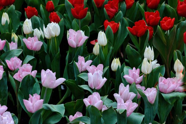 Foto close-up de flores de tulipa rosa em terra