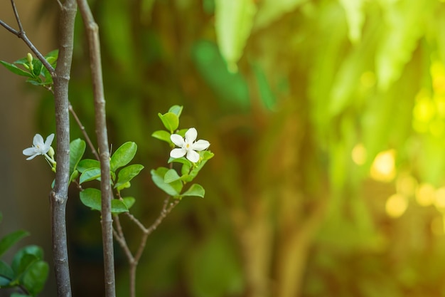 Close-up de flores e folhas