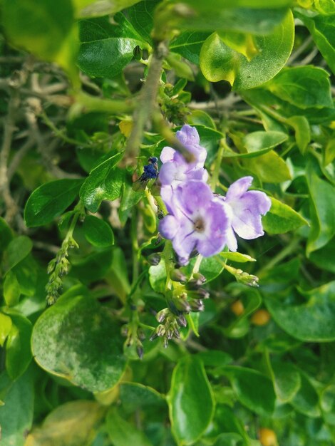 Close-up de flores e folhas