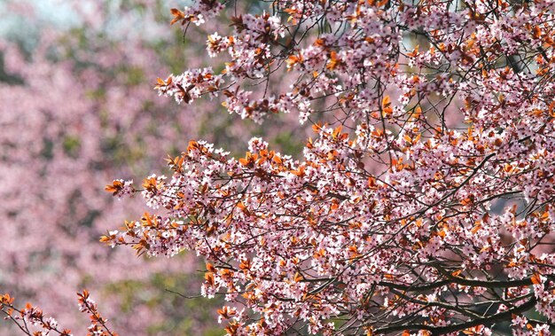 Close-up de flores em árvores