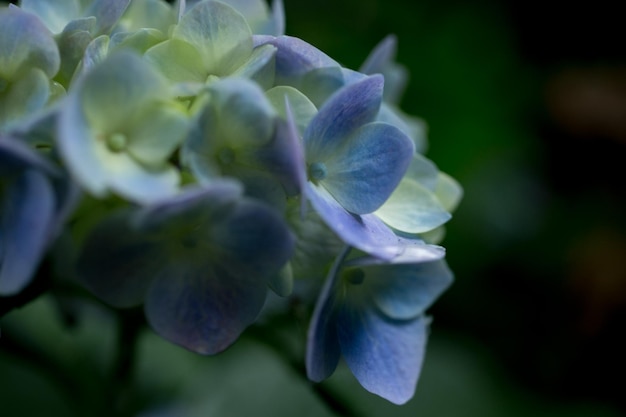 Close-up de flores em floração