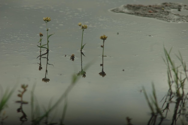 Close-up de flores em um lago