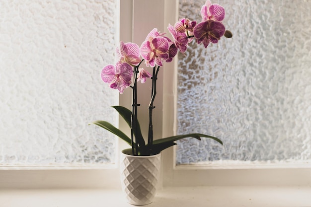 Close-up de flores em vaso em casa