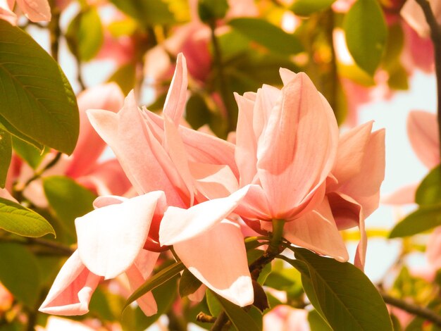 Foto close-up de flores florescendo ao ar livre