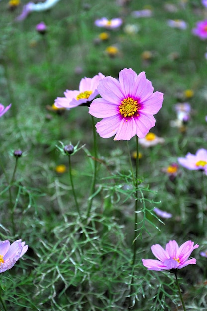 Foto close-up de flores florescendo ao ar livre