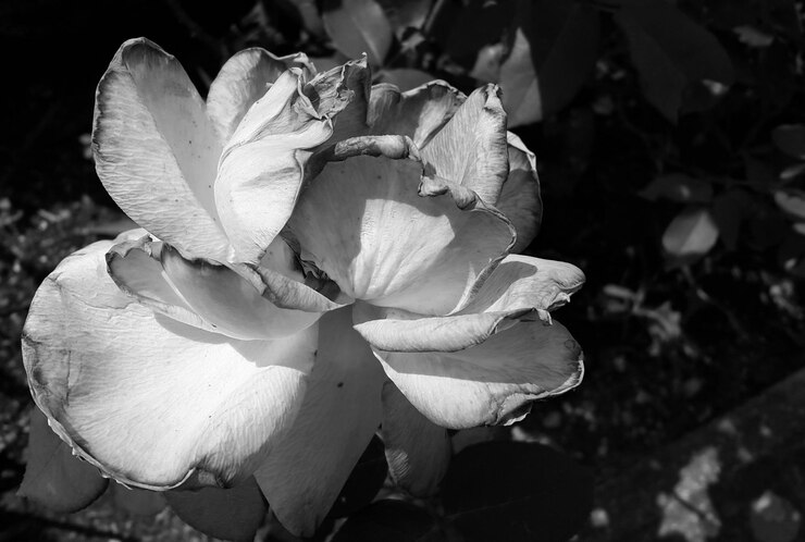 Foto close-up de flores florescendo ao ar livre