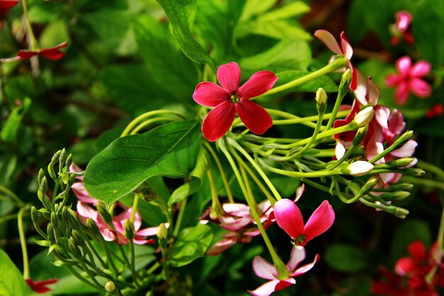 Close-up de flores florescendo ao ar livre