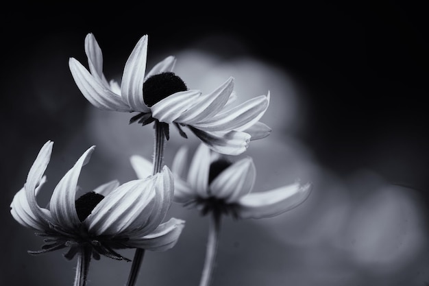 Close-up de flores florescendo ao ar livre