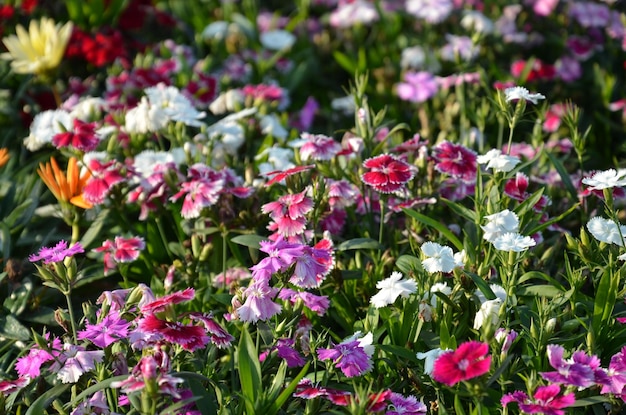 Close-up de flores florescendo ao ar livre