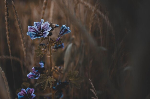 Close-up de flores florescendo ao ar livre