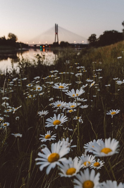 Foto close-up de flores florescendo ao lado do rio contra o céu