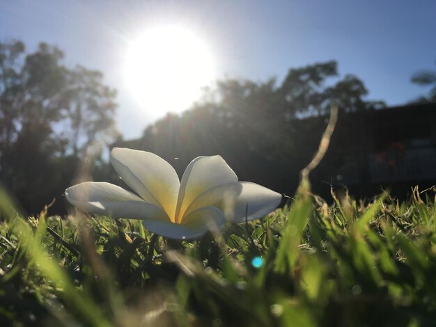 Foto close-up de flores frescas contra o céu