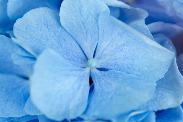 Close up de flores frescas de hortênsia azul suave e pétalas de hortênsia Fundo natural